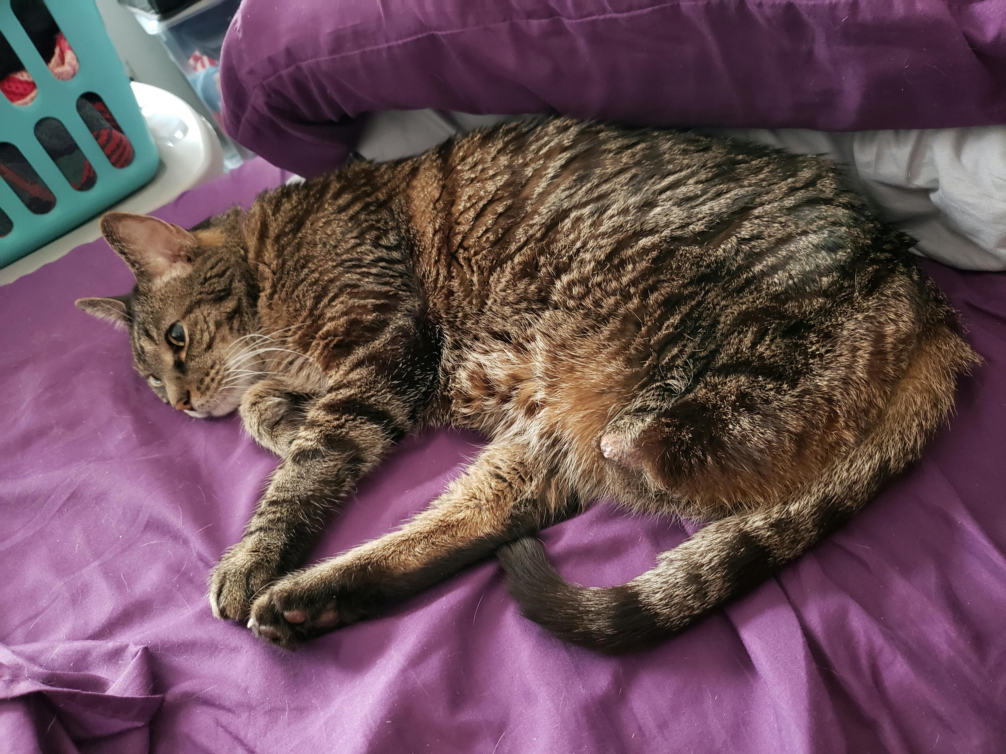 user avatar image for KytteKatte