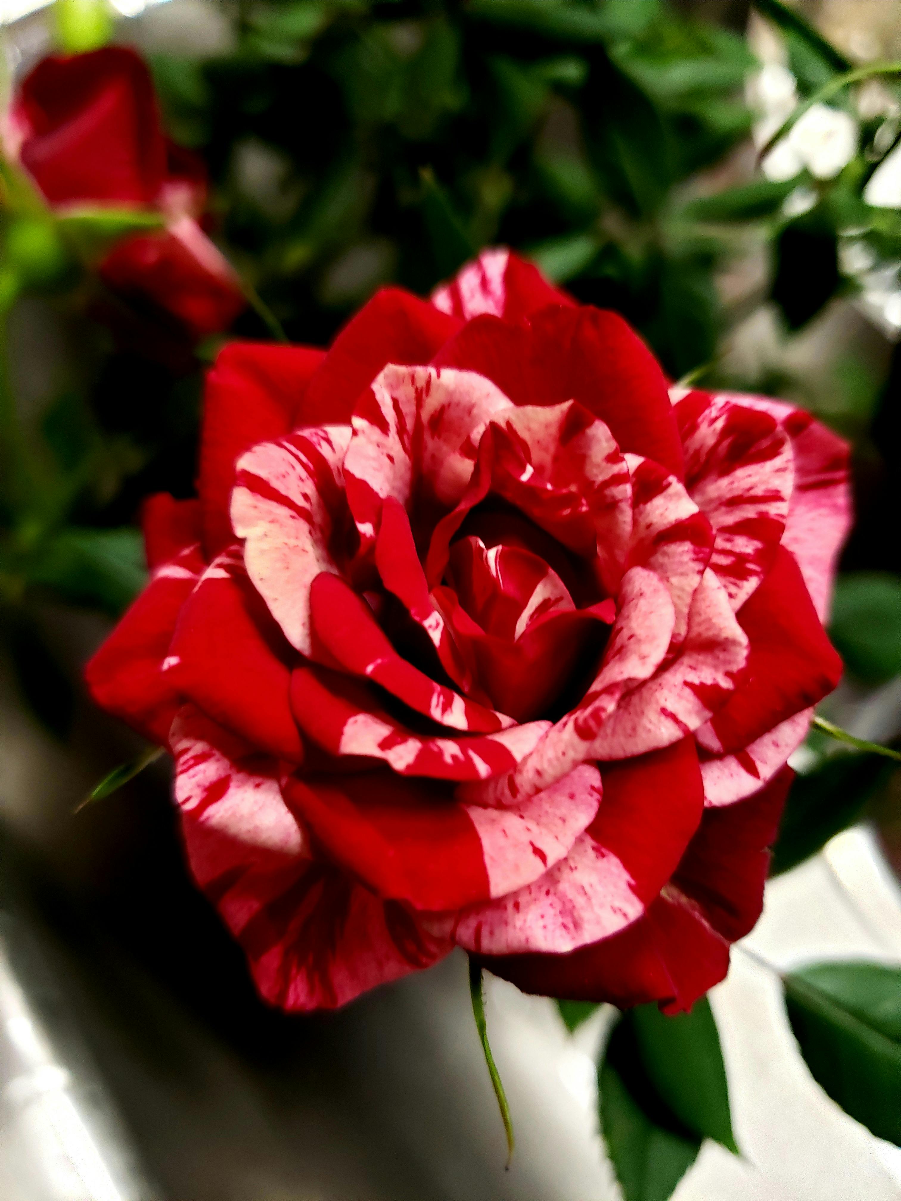 user avatar image for RJ