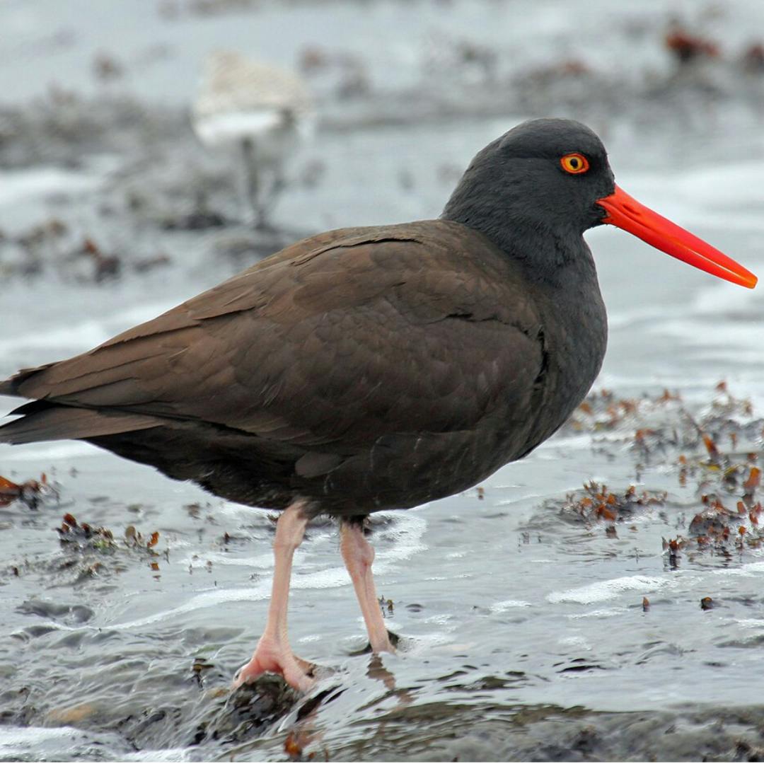 Black Oystercatcher