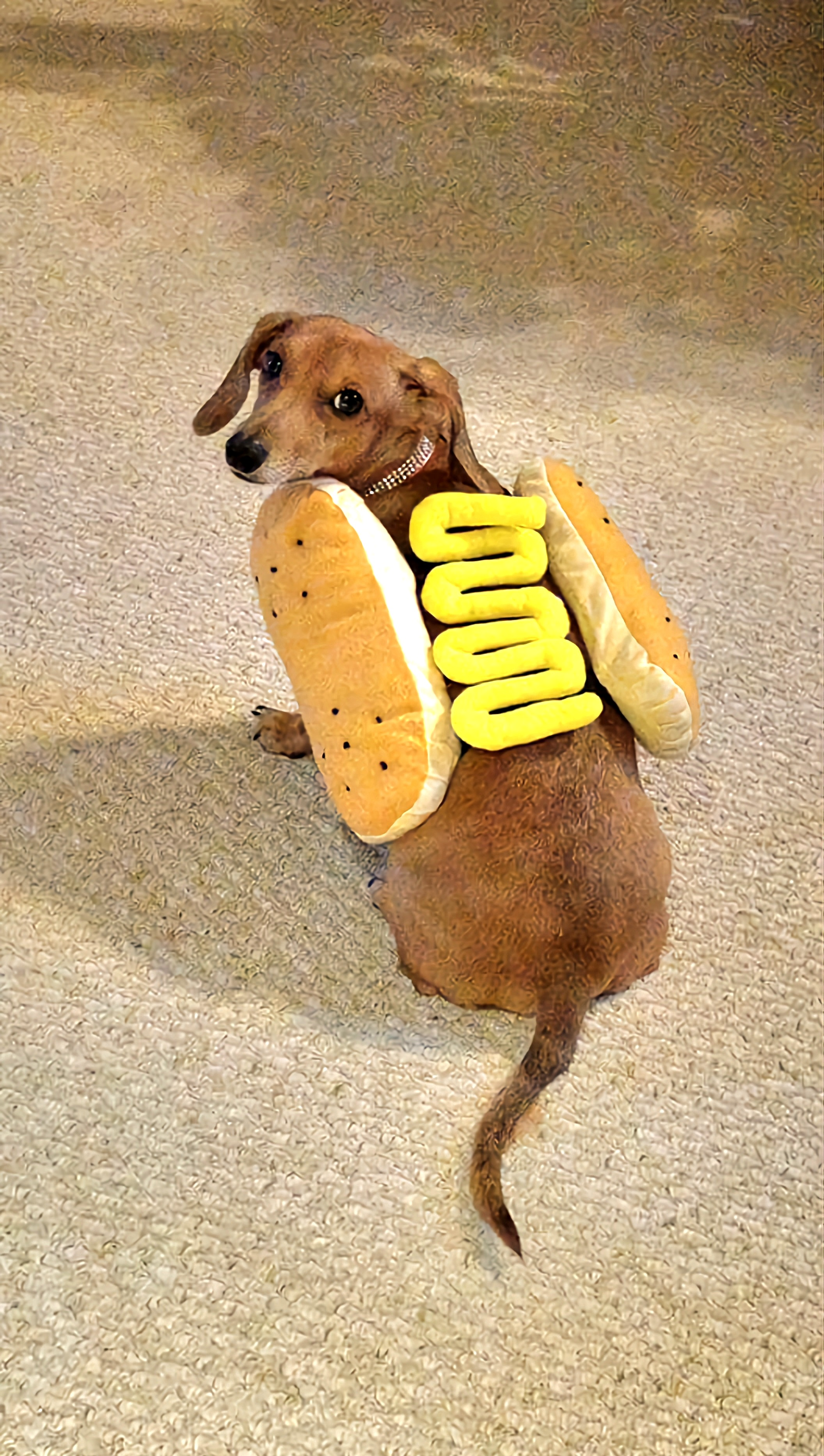 user avatar image for Caitlin Simon