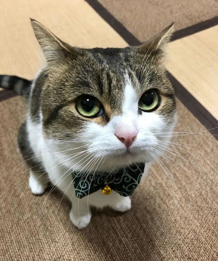 user avatar image for HugoTheSpook