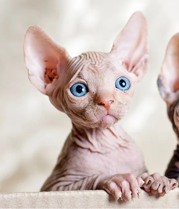 user avatar image for Ely