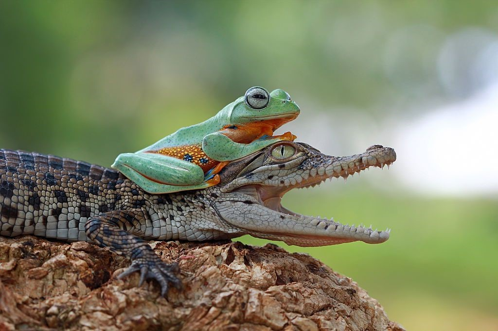 user avatar image for Kroko