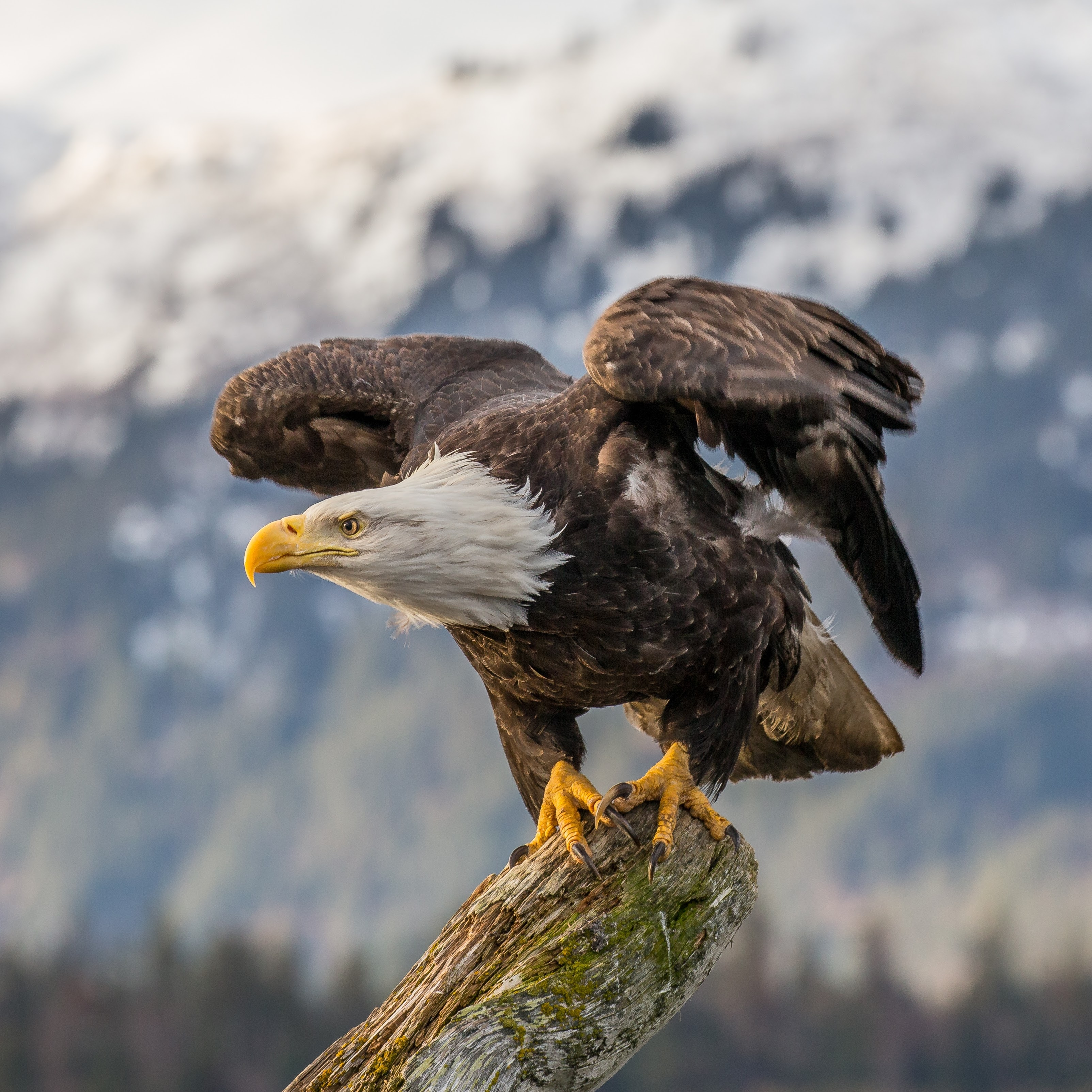 user avatar image for actualeagle