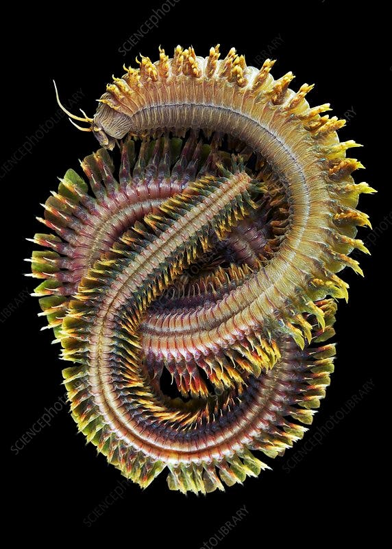 user avatar image for Birdthulu