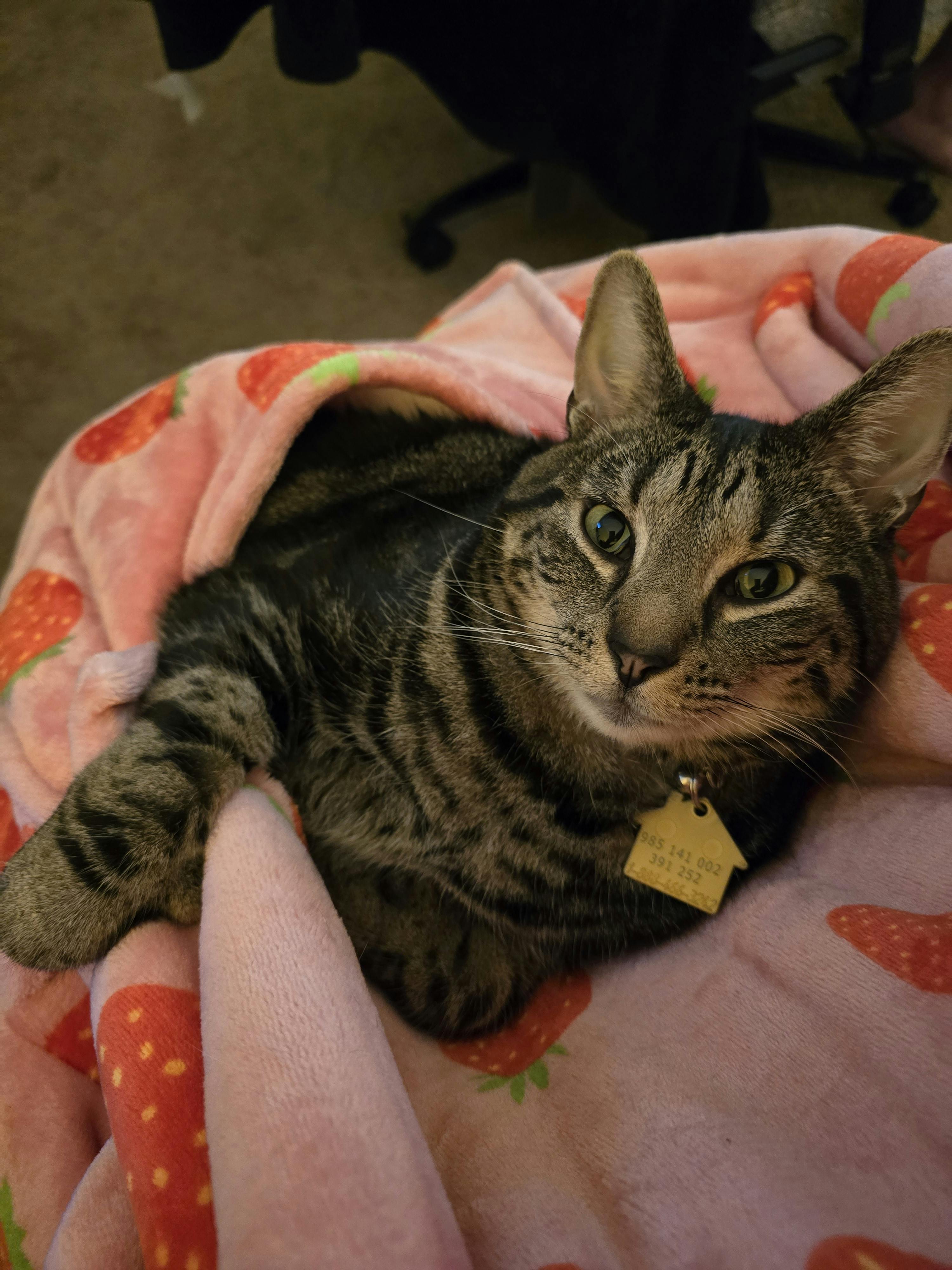 user avatar image for Audie