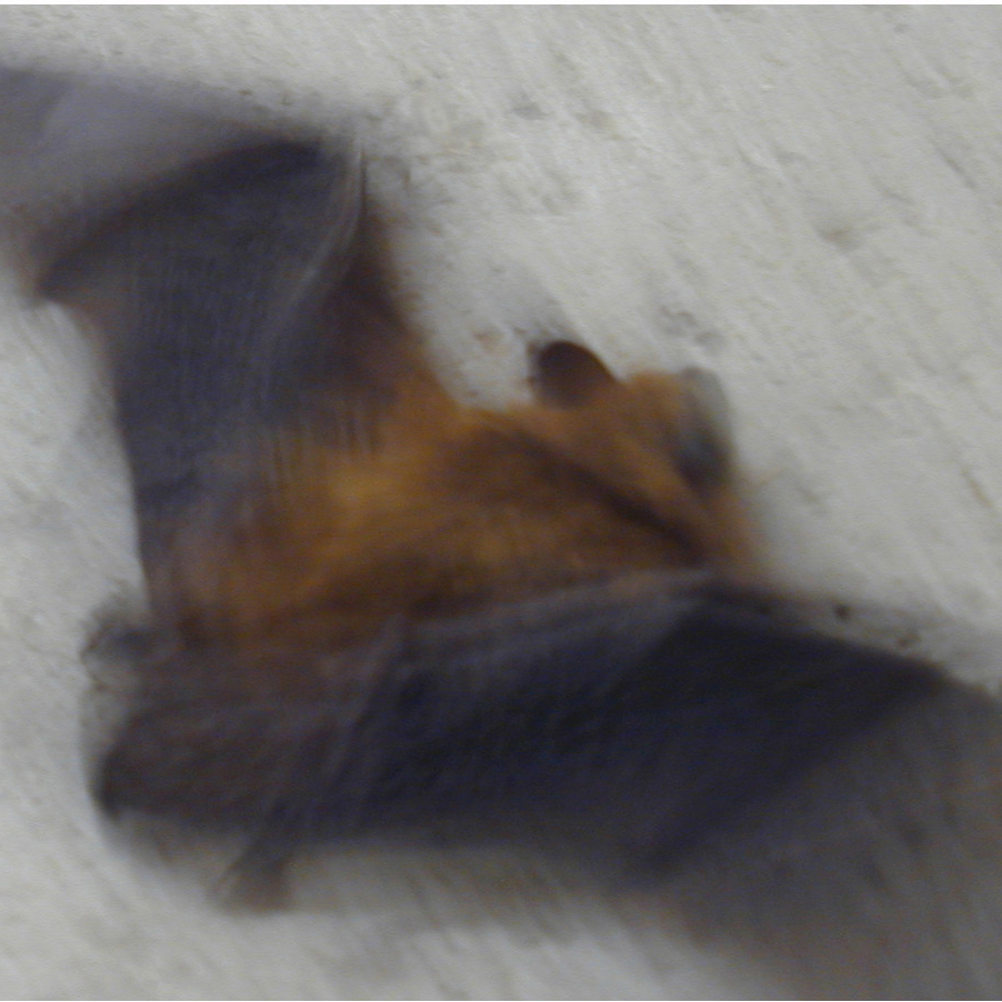 user avatar image for batwrangler