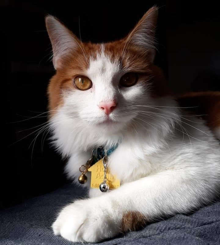 user avatar image for Dire Wolf