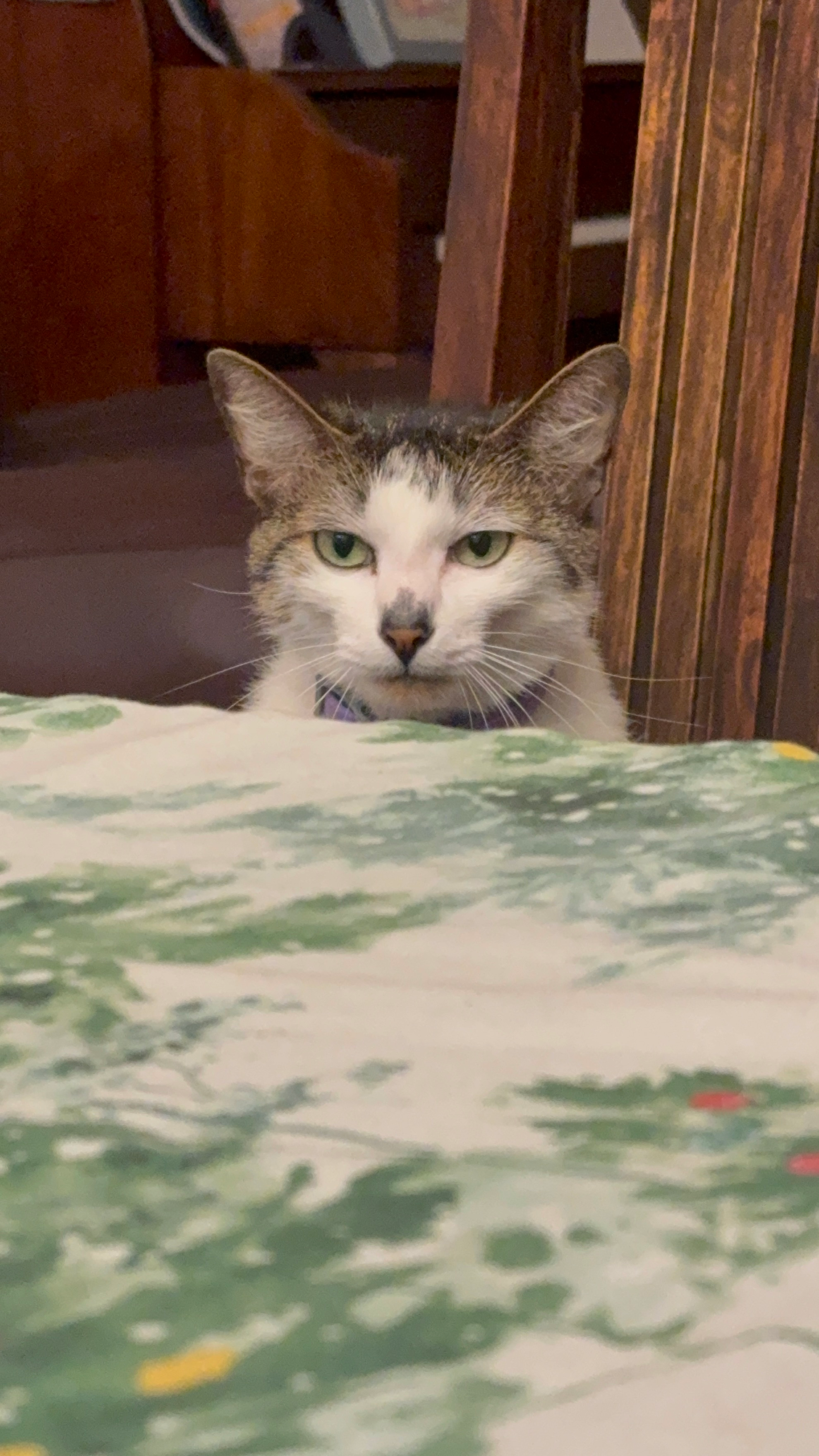 user avatar image for Merry