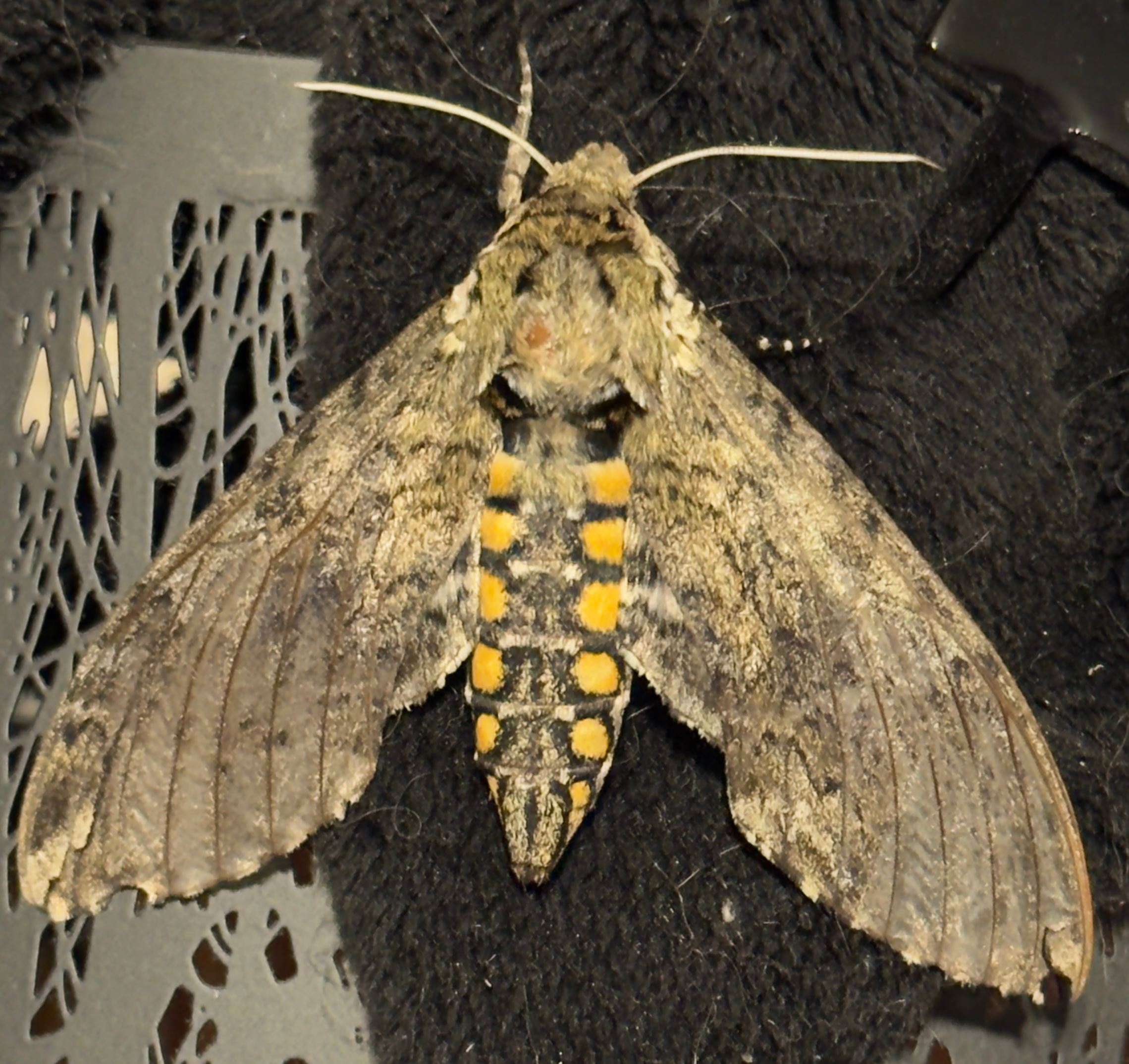 user avatar image for GyngerSnaps