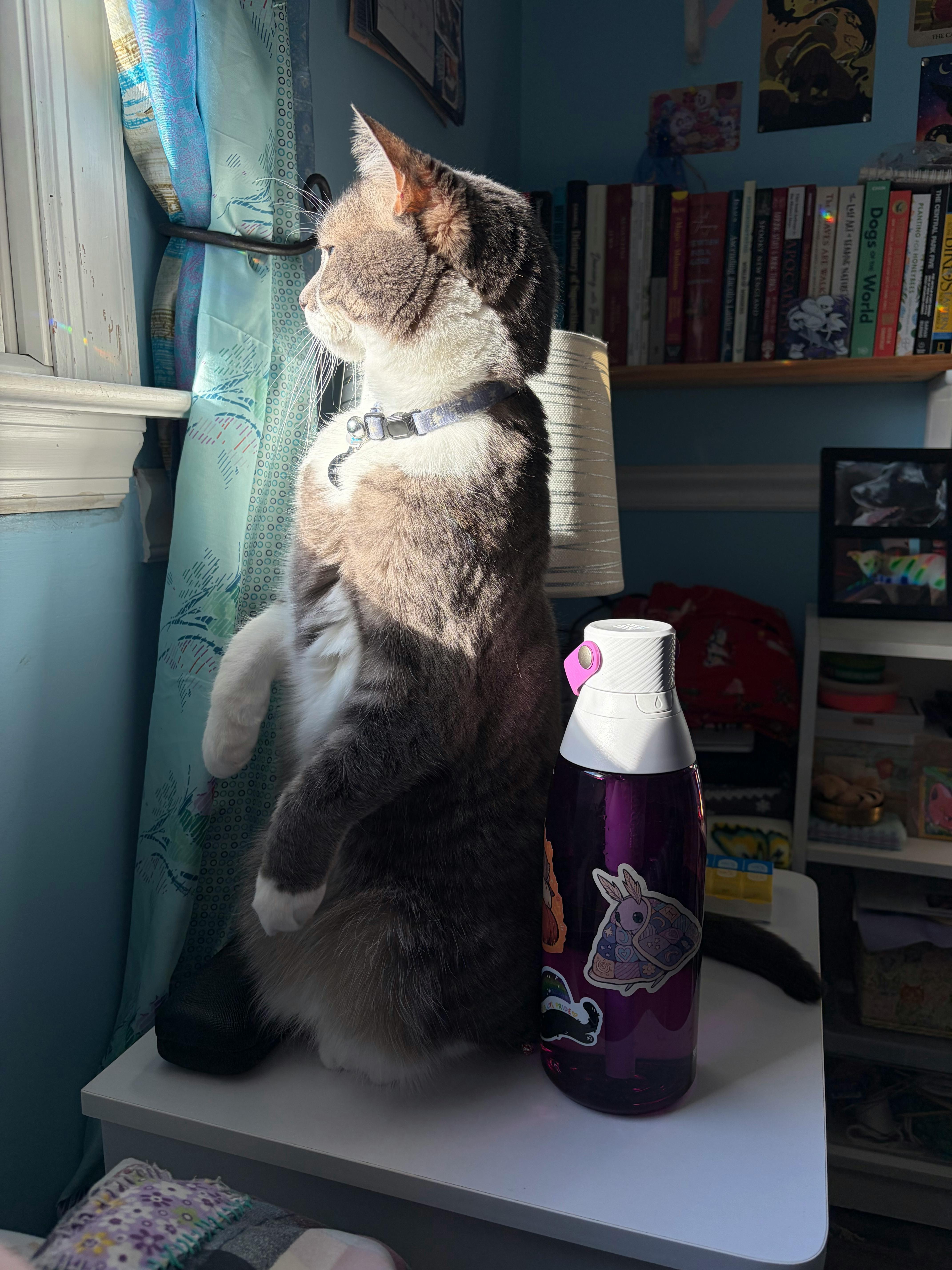 user avatar image for Bee