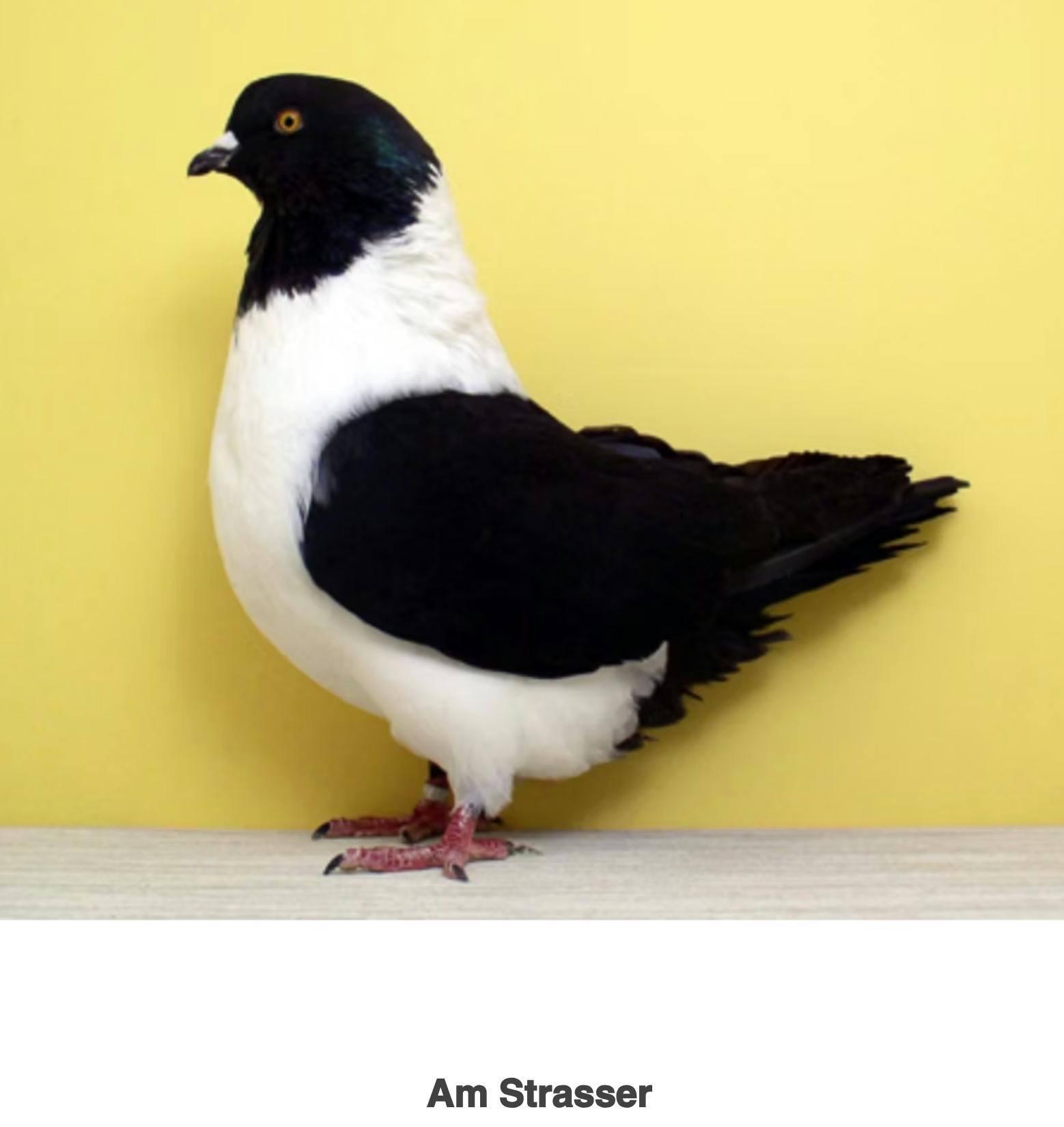 Am Strasser