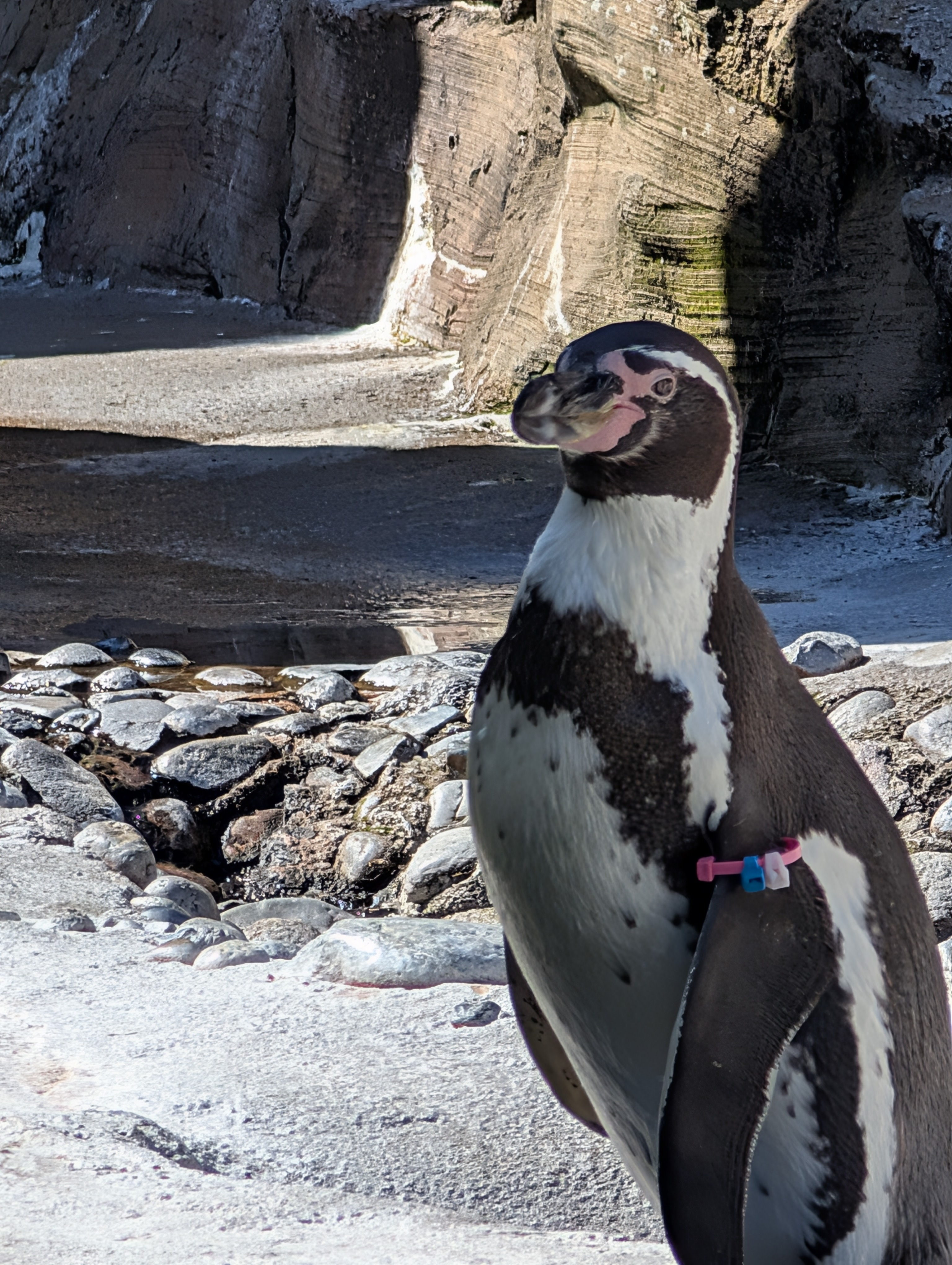 user avatar image for Joyfulpenguin