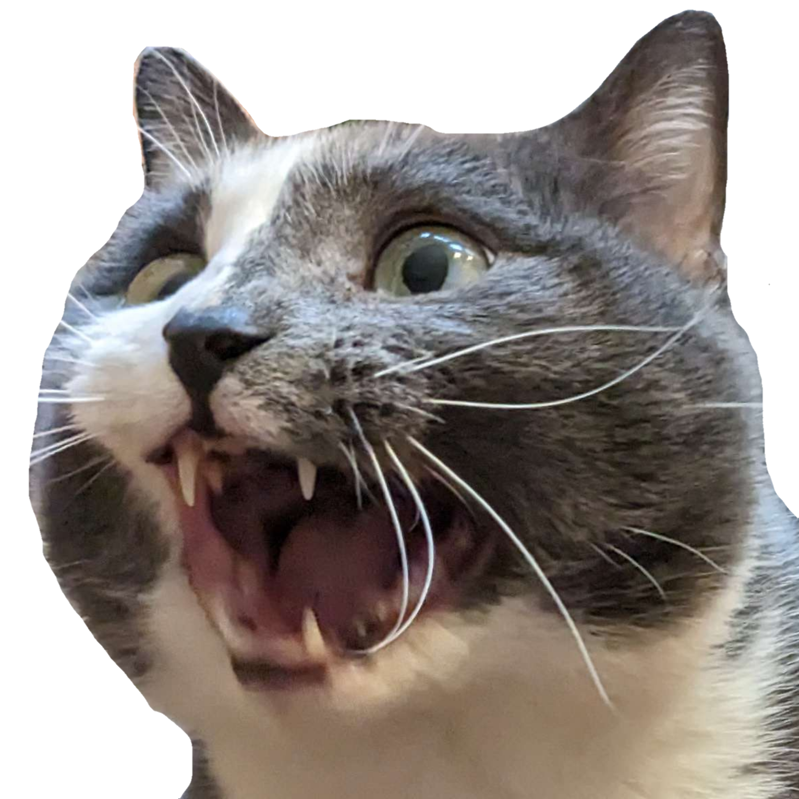 user avatar image for Kyzaiah