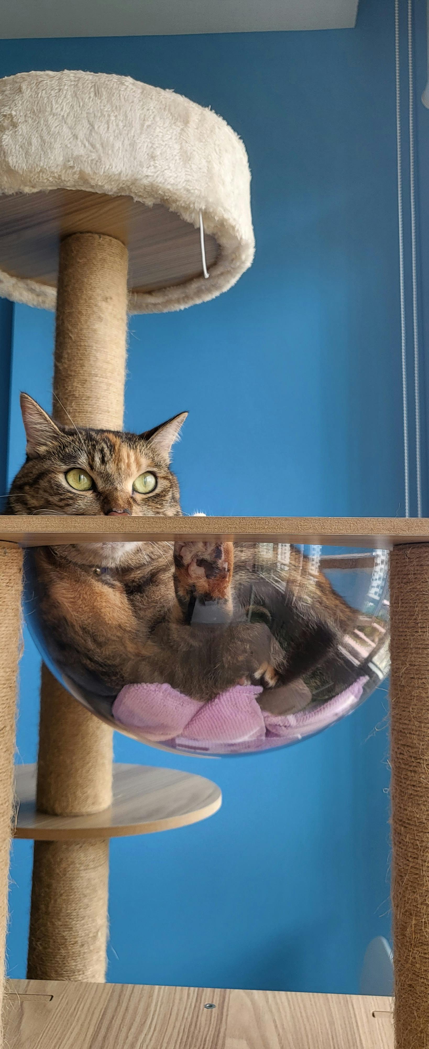 user avatar image for Pika500