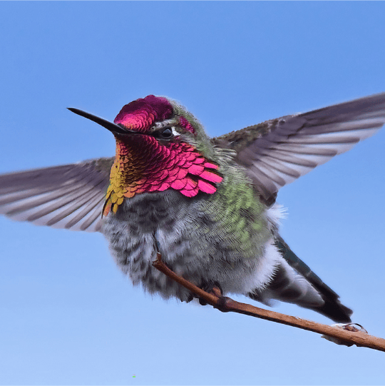 Anna's Hummingbird