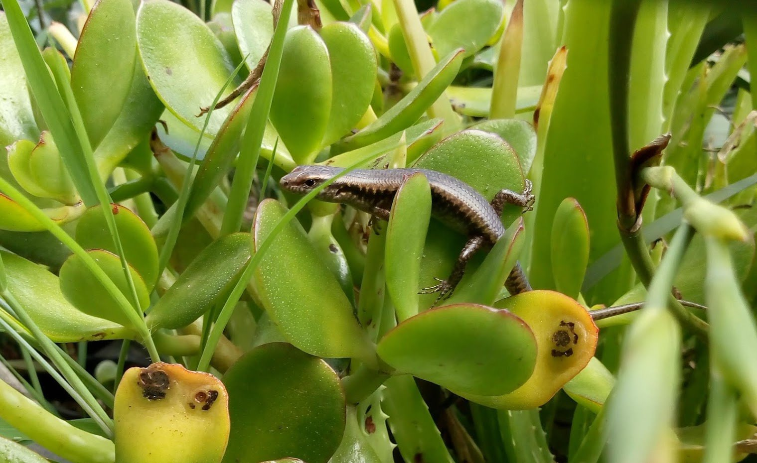 user avatar image for Skink