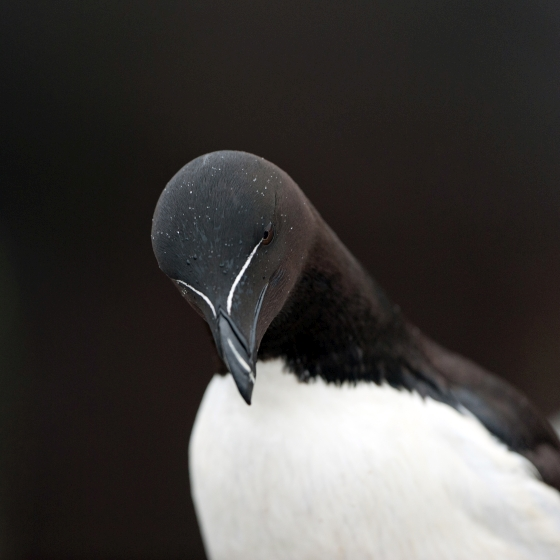 user avatar image for Eetu Tuominen