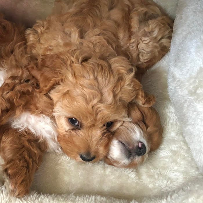 user avatar image for decafvillain