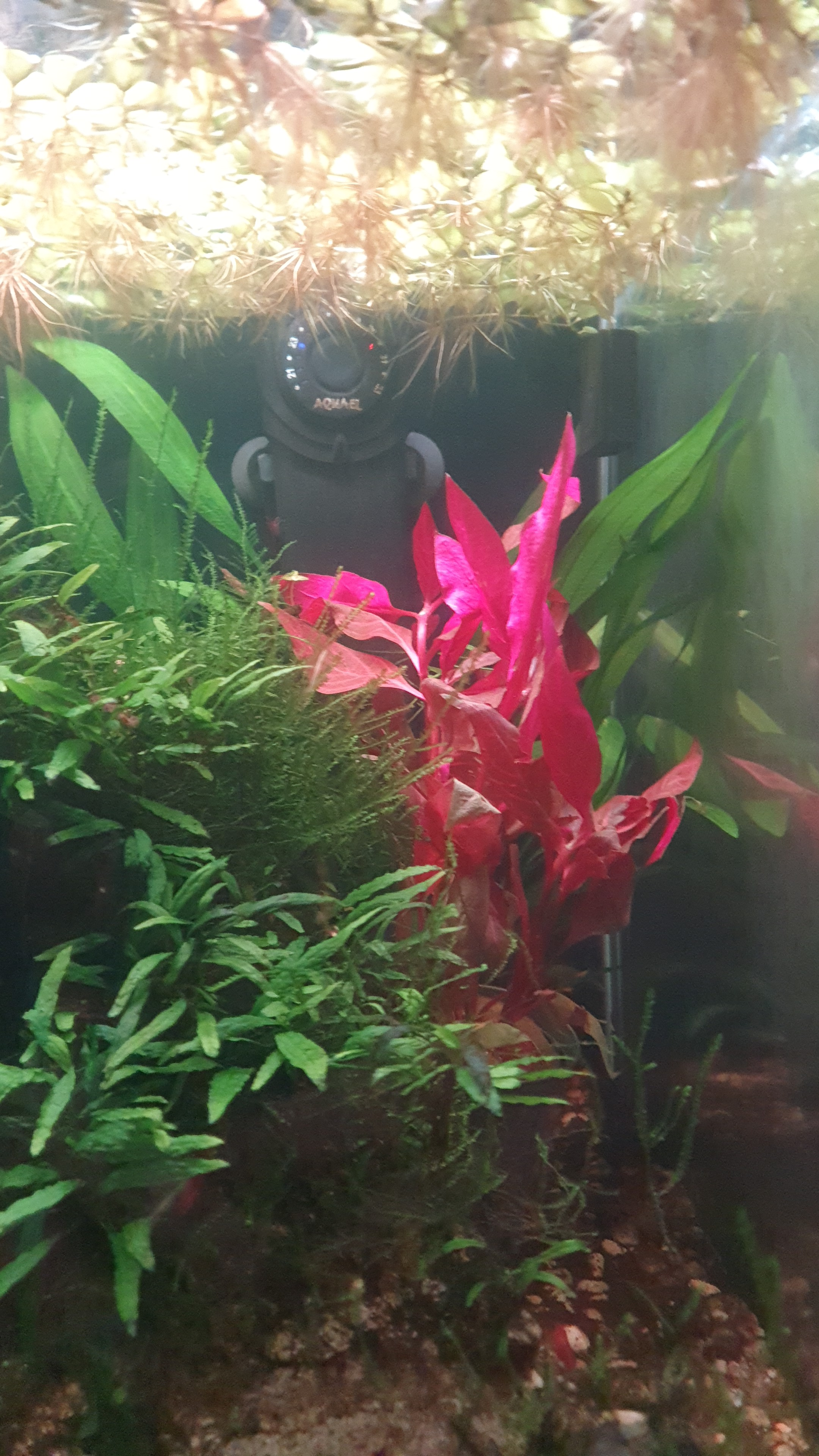 user avatar image for Pyranna87