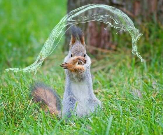 user avatar image for Rubinius