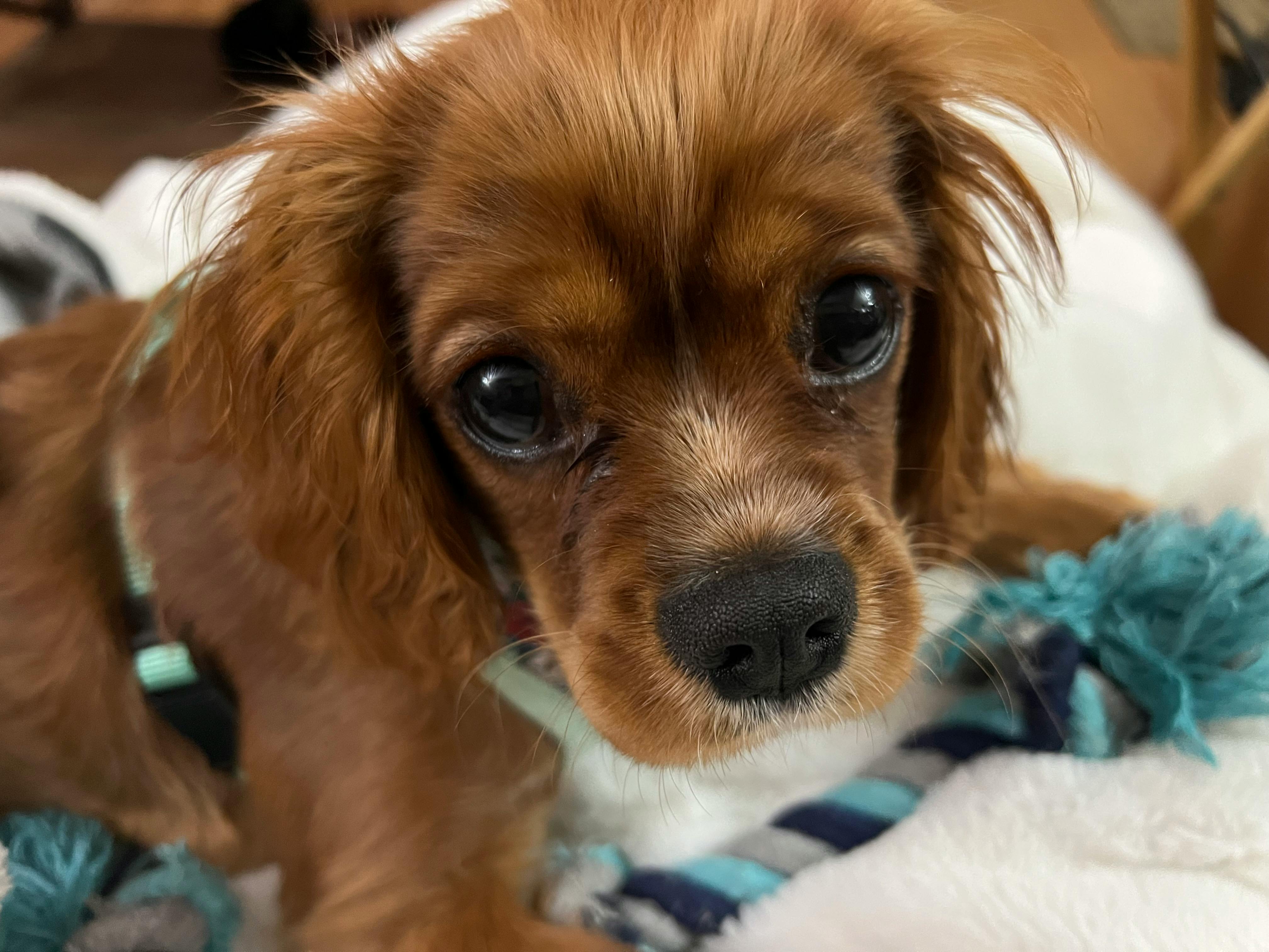 user avatar image for Kosmo