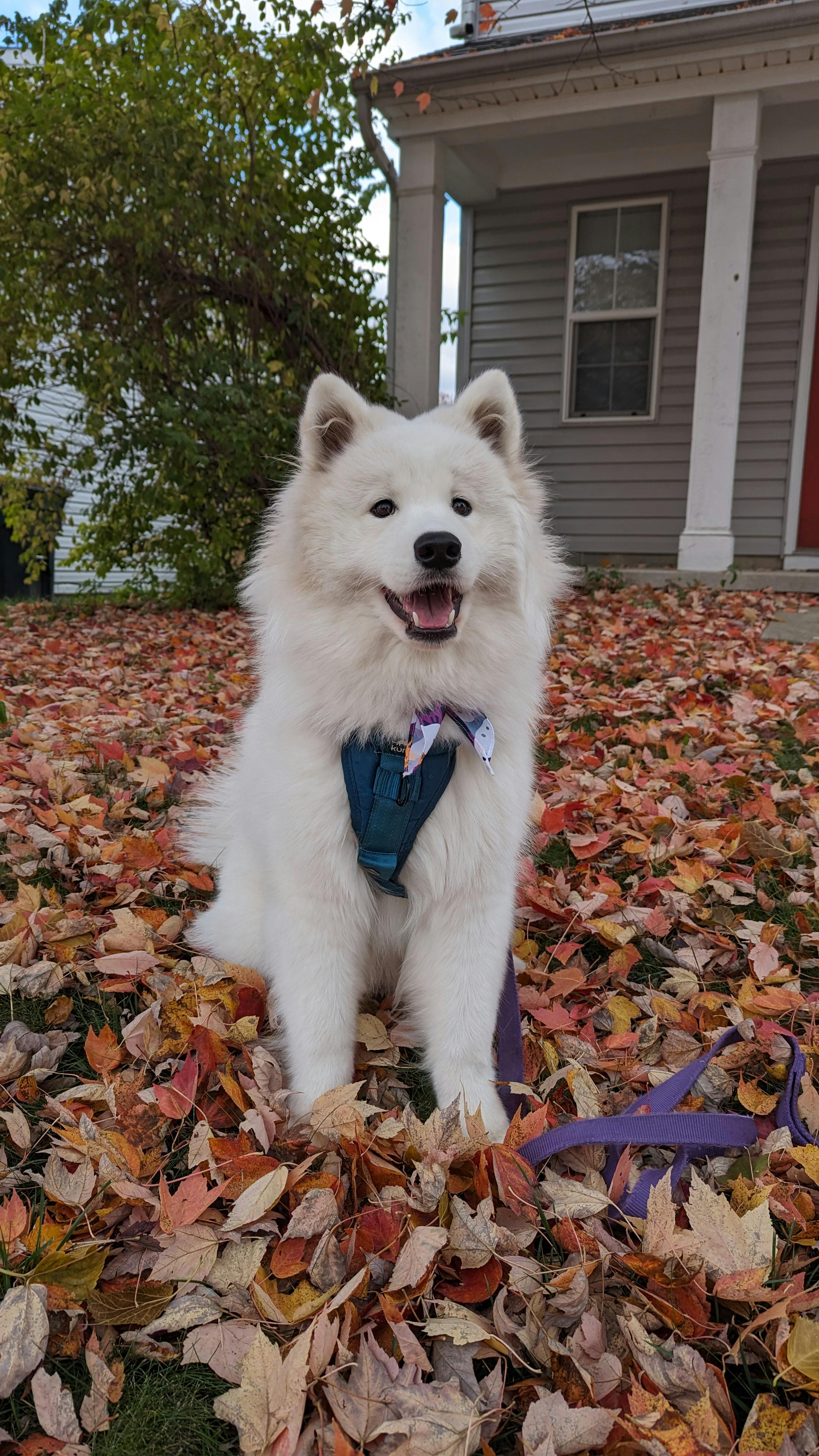 user avatar image for Catbot