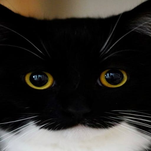 user avatar image for Harley