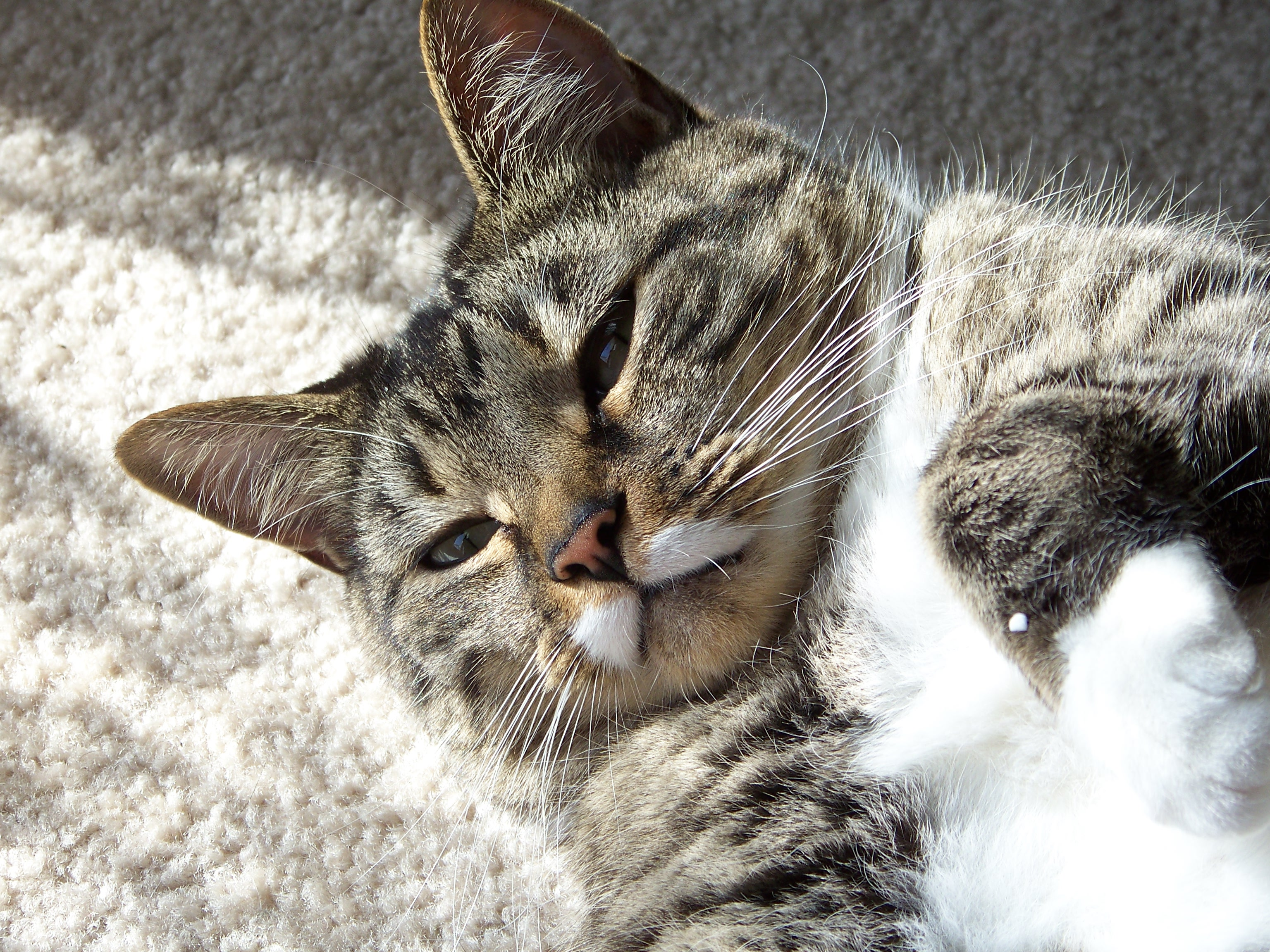 user avatar image for O'Malley Cat