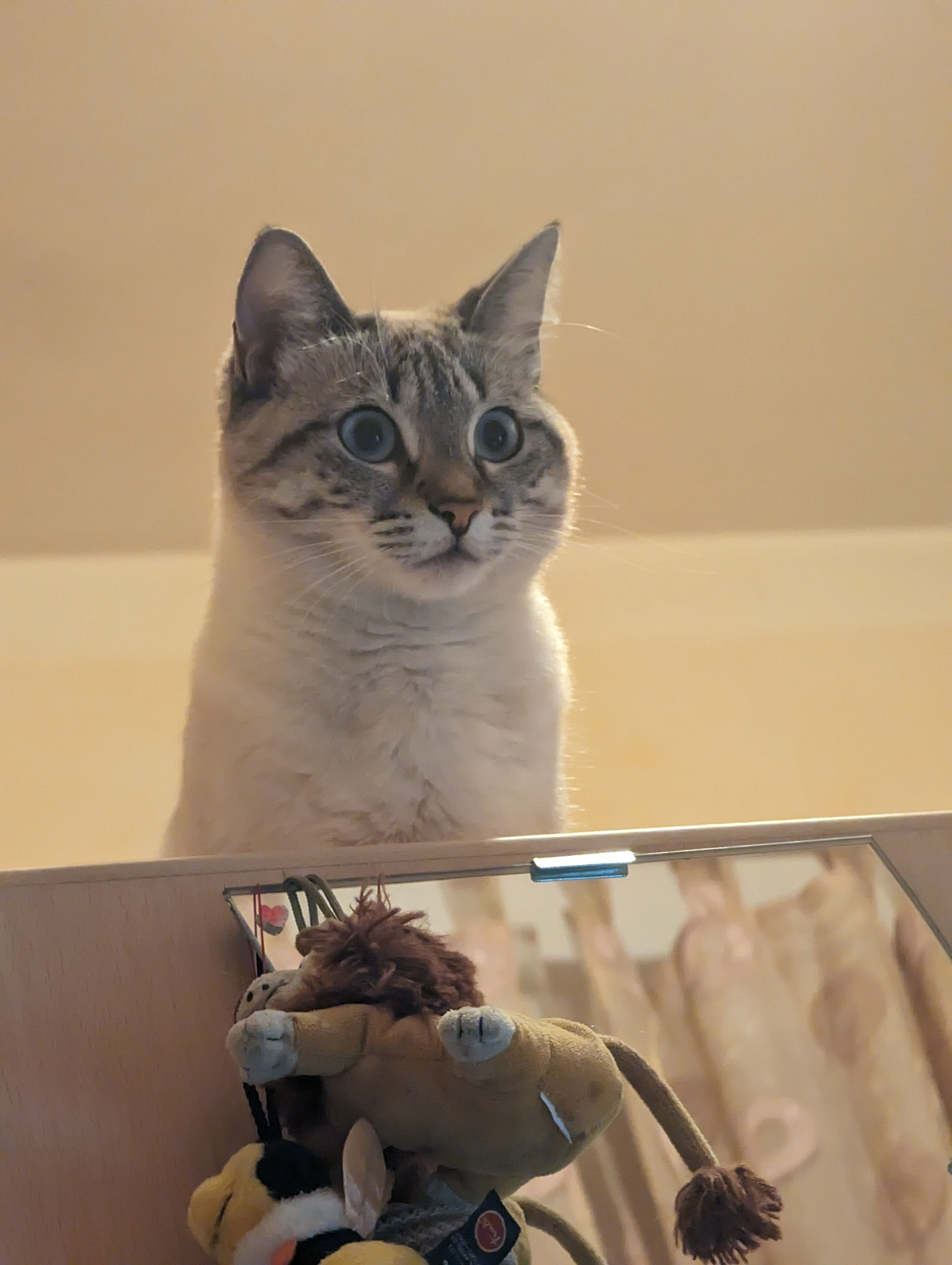 user avatar image for Meu