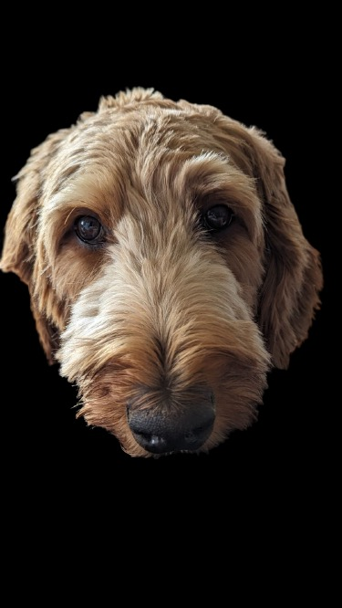 user avatar image for JayDogComics 