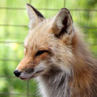 user avatar image for DesignerFox