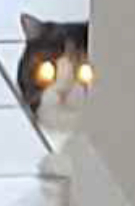 user avatar image for Zack T.