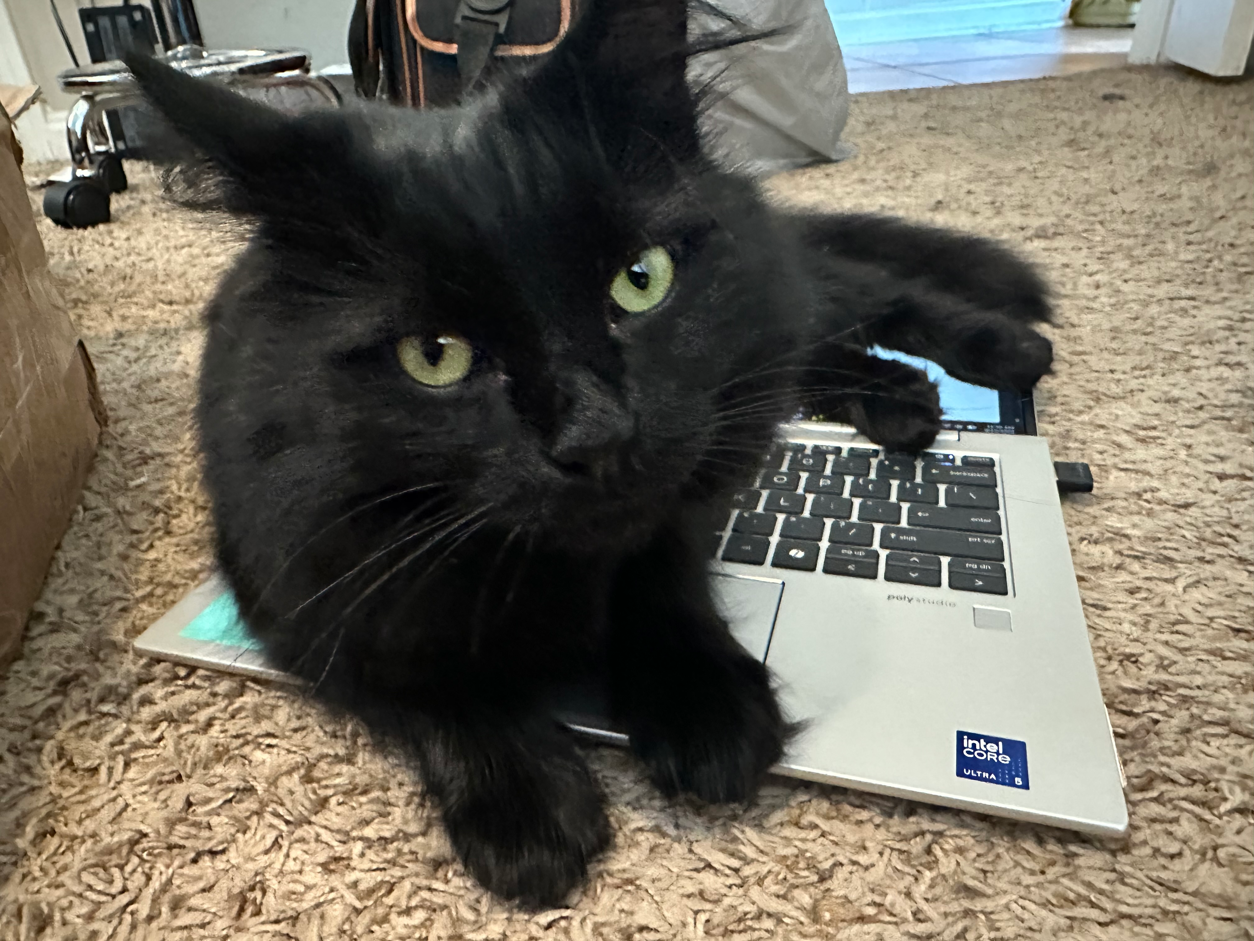 user avatar image for Dominic Valenti