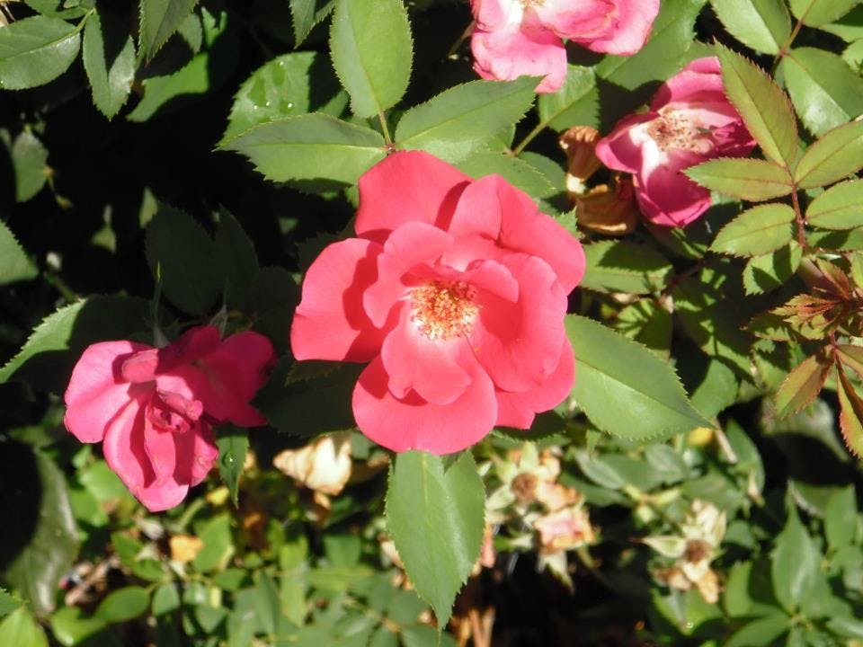 user avatar image for Amy