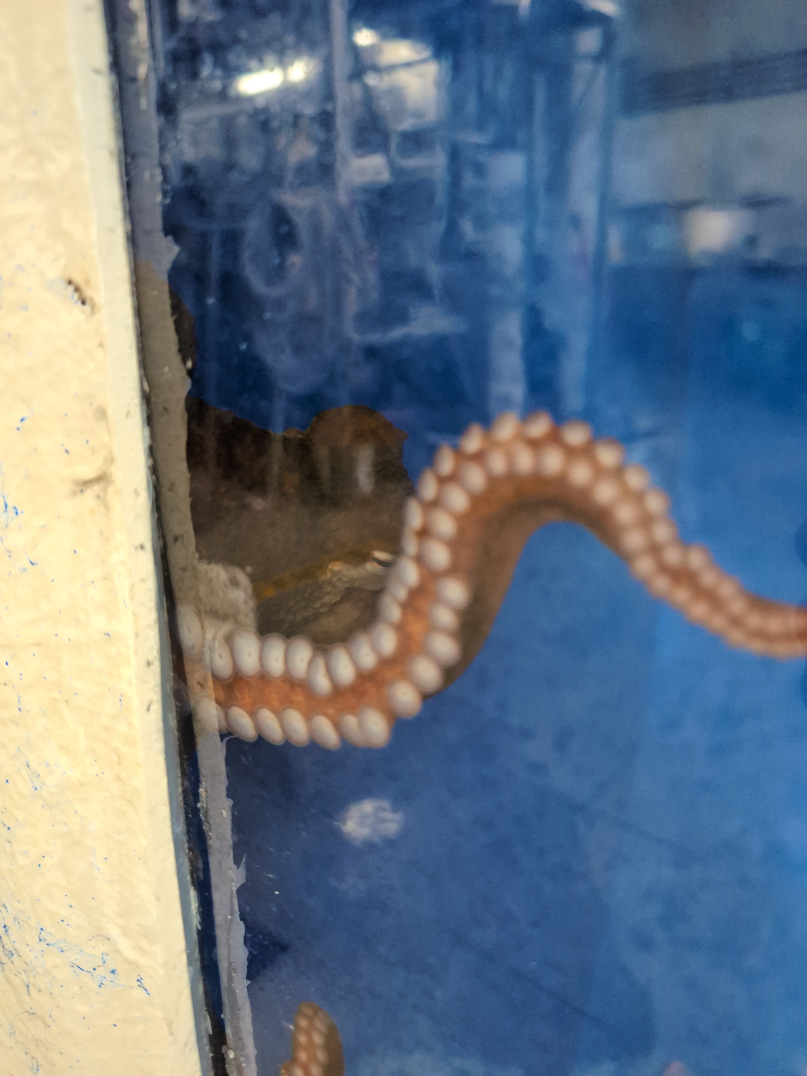 user avatar image for Crawler Codi