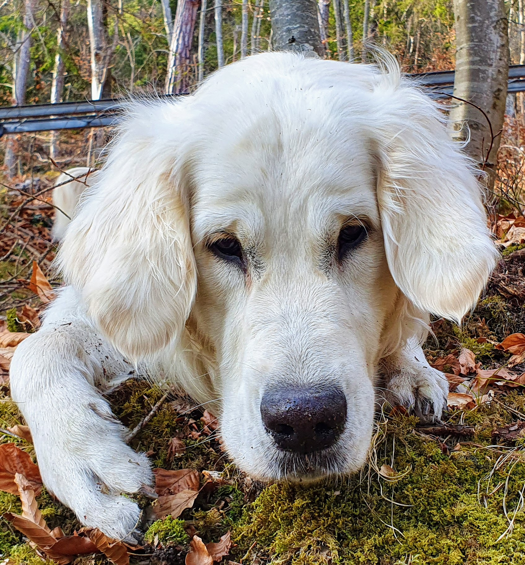 user avatar image for Naraniles