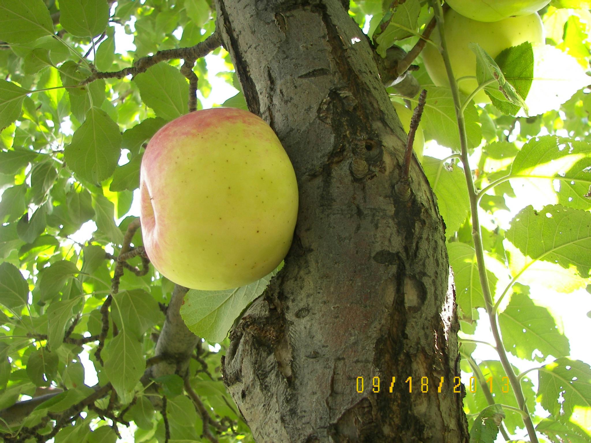 user avatar image for Argentsilk