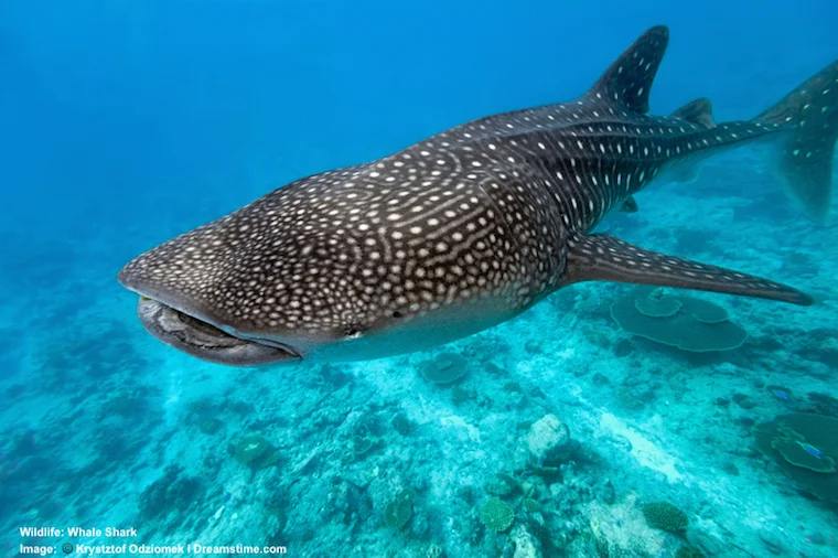 Whale Shark (Matte Silver Cold Stamp dots)