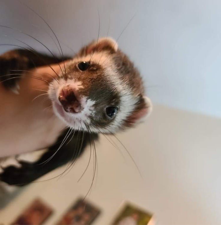 user avatar image for TheNimbleNewt