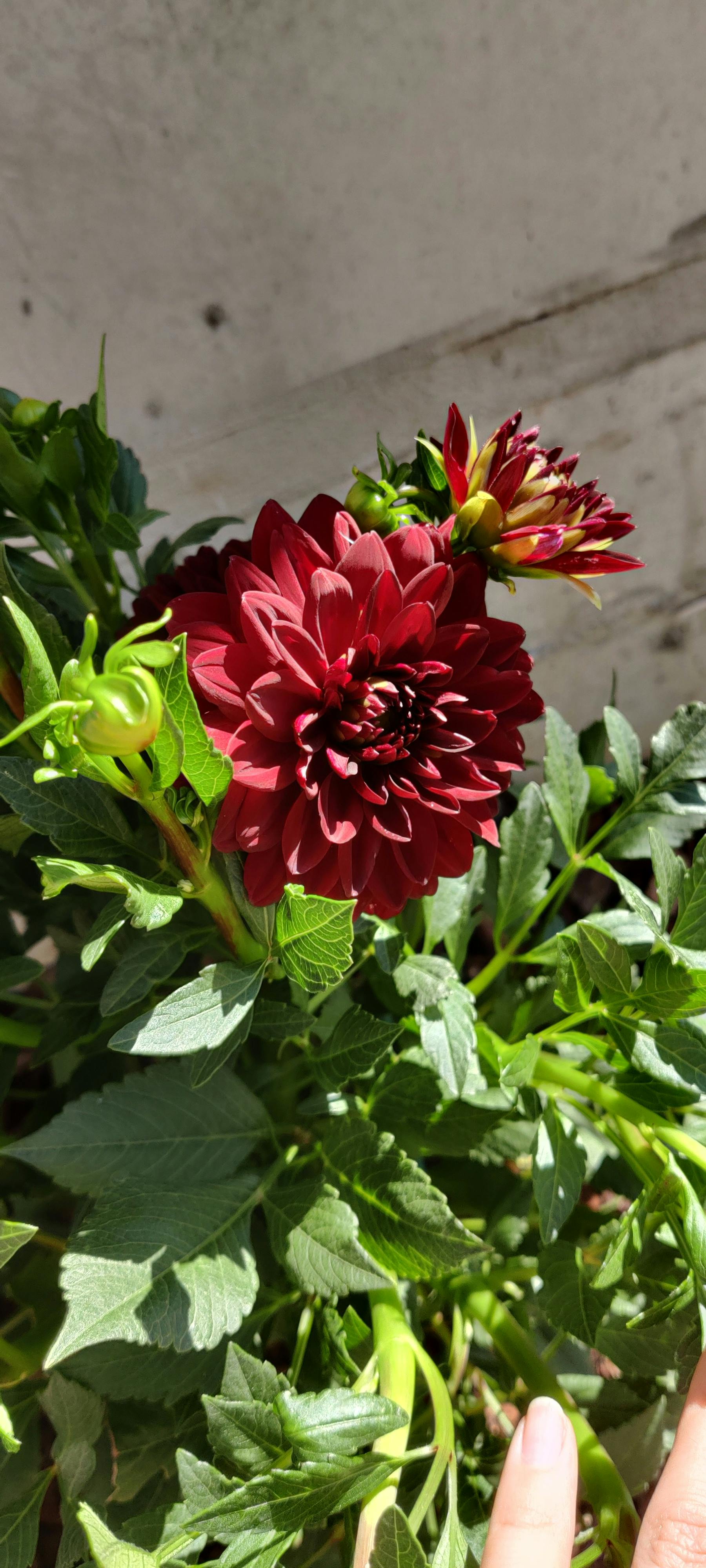 user avatar image for Ivan Zandonà