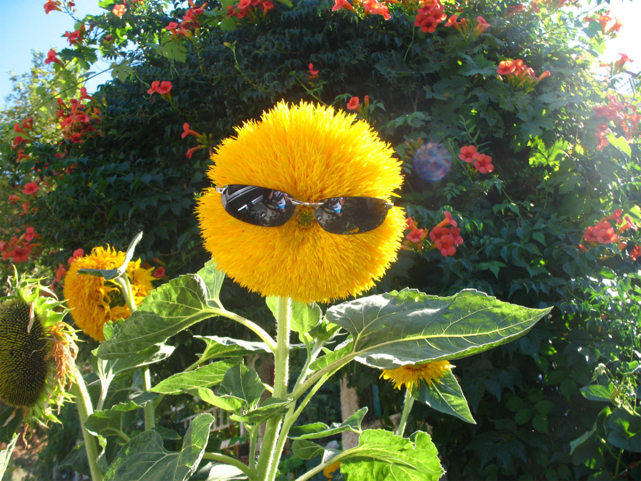 user avatar image for Mils