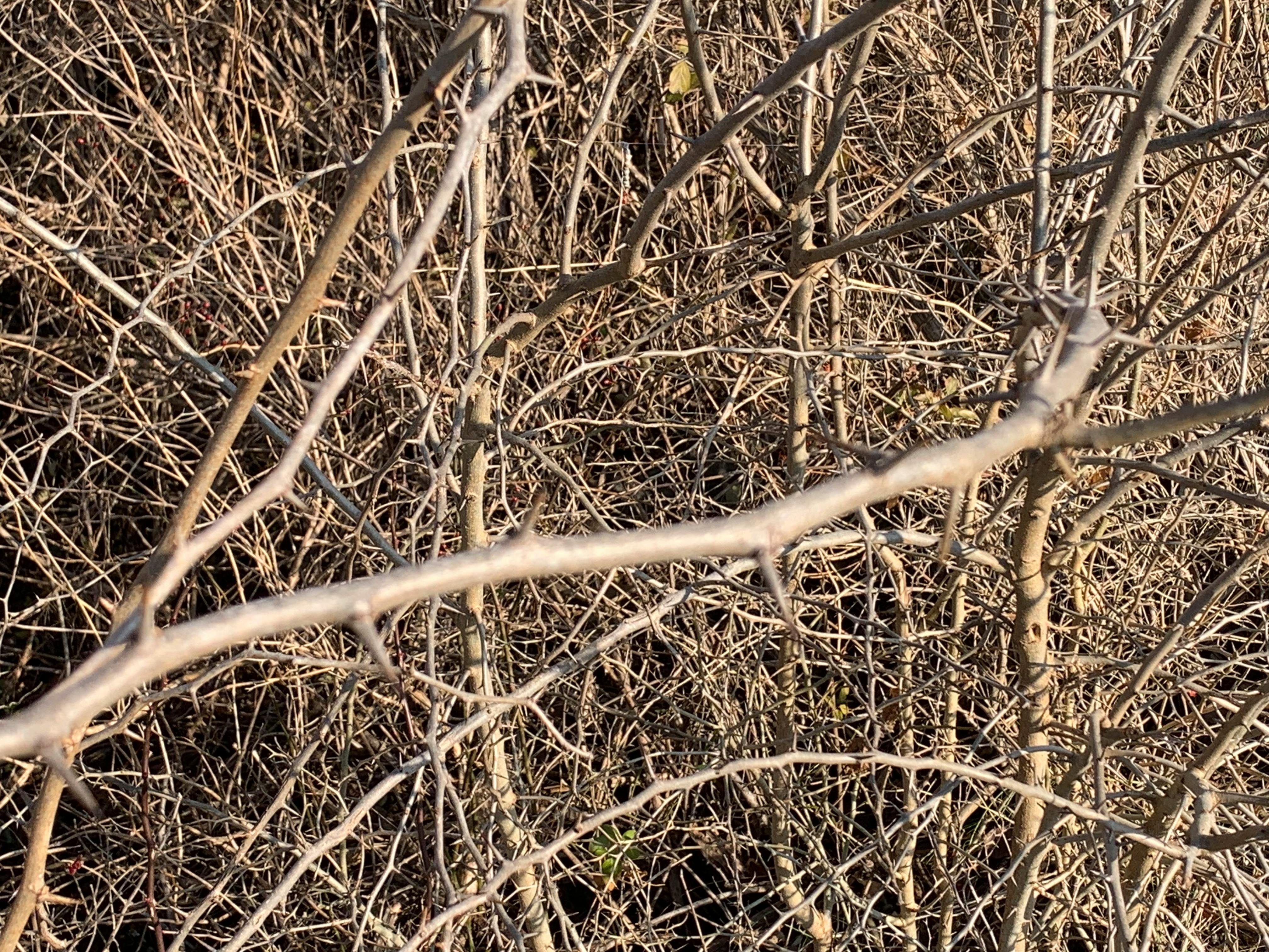 user avatar image for Silas