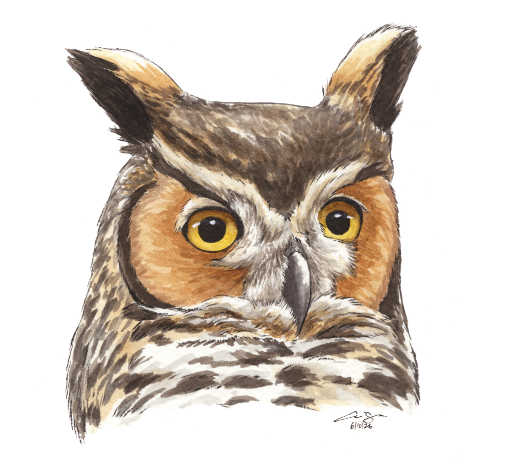 Great Horned Owl
