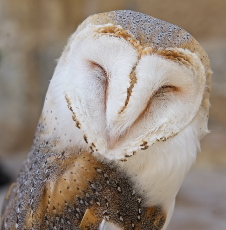 user avatar image for OwlEnjoyer