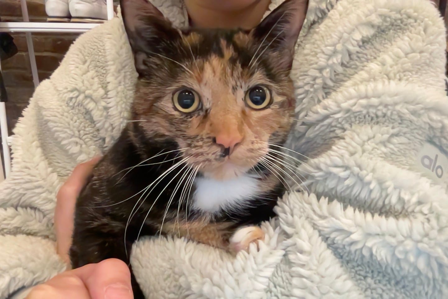 user avatar image for Jennie Chu