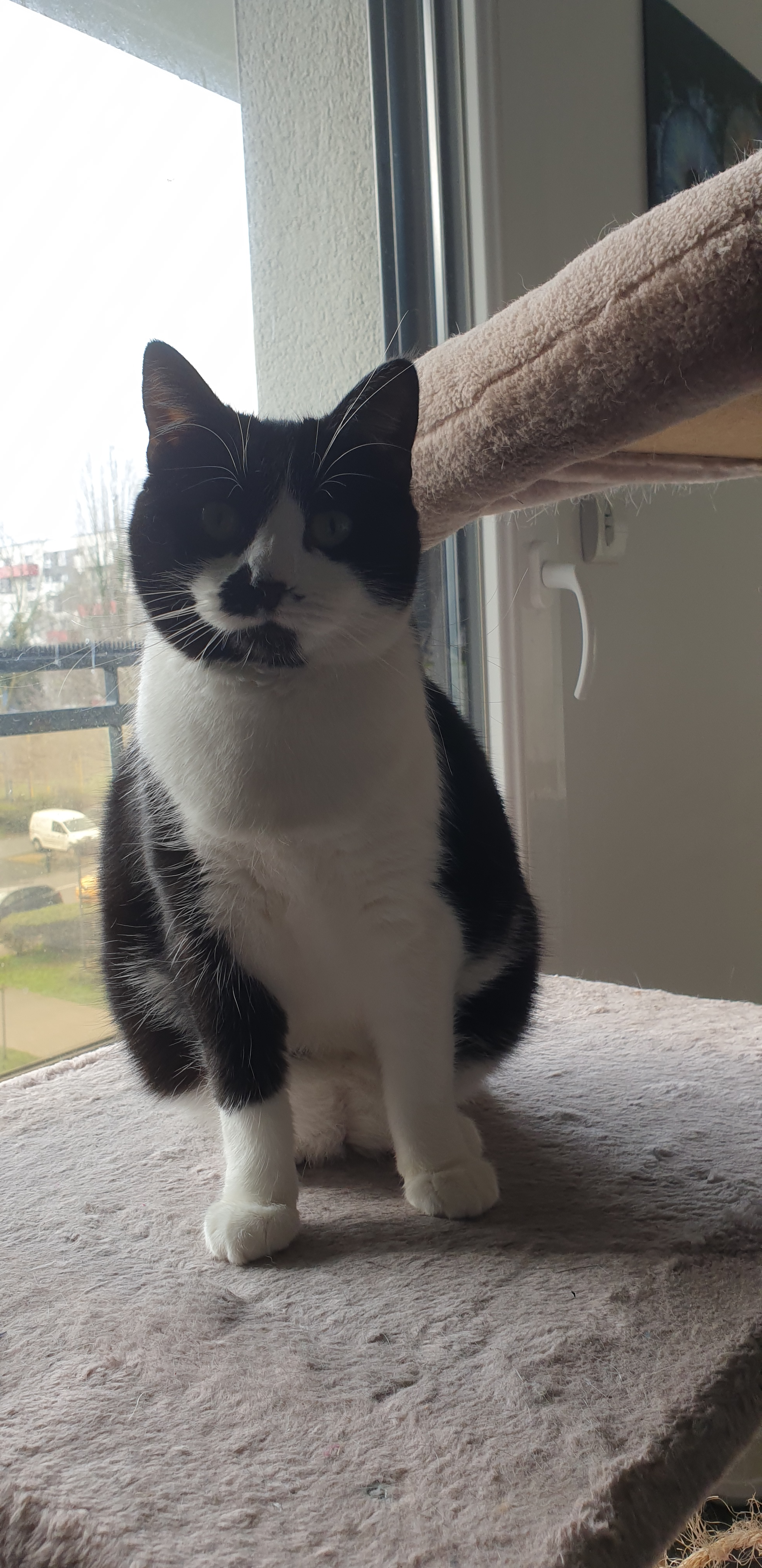 user avatar image for Darkystoneer