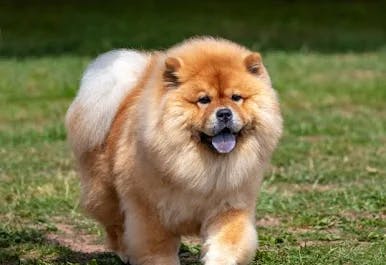 Chow Chow