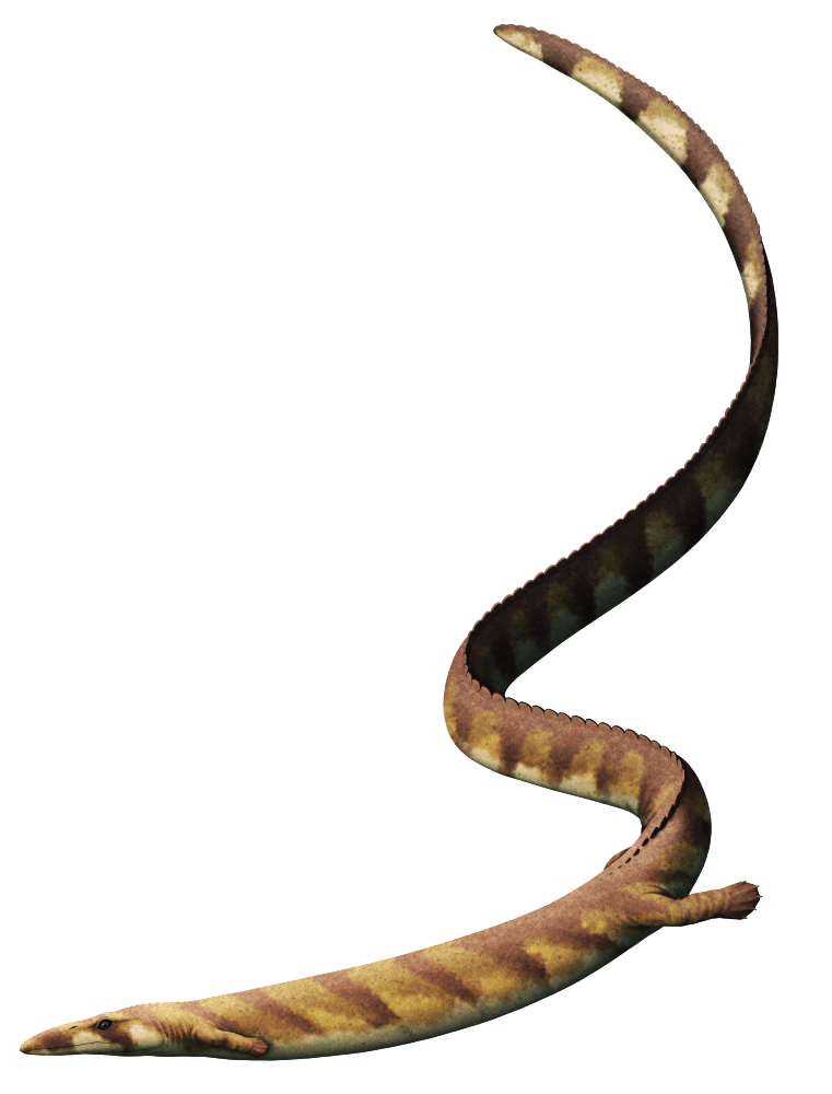 Pleurosaurus