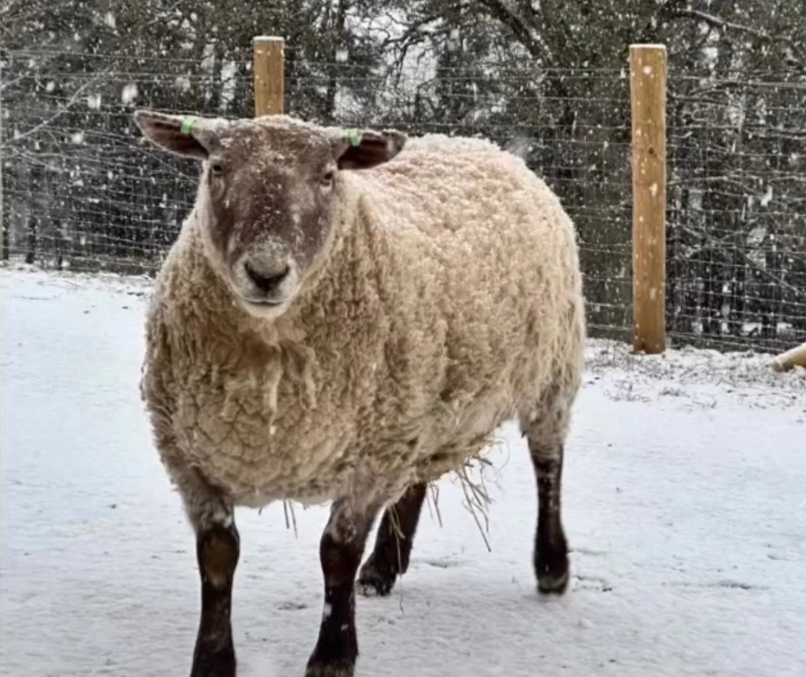 user avatar image for Verity